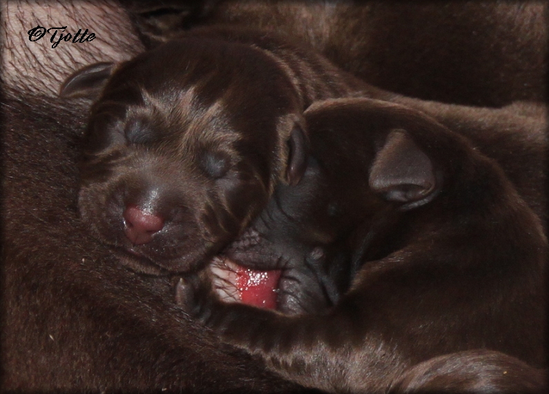 Newborn