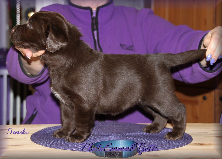 5 weeks
