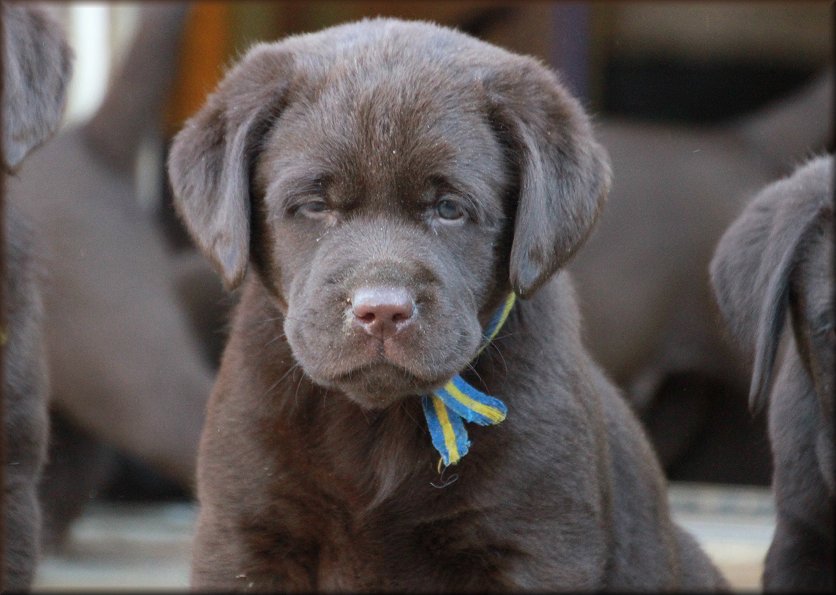 Vinnas puppy 1 ,6 weeks