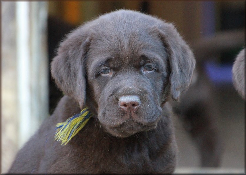 Vinnas puppy  2 ,6 weeks