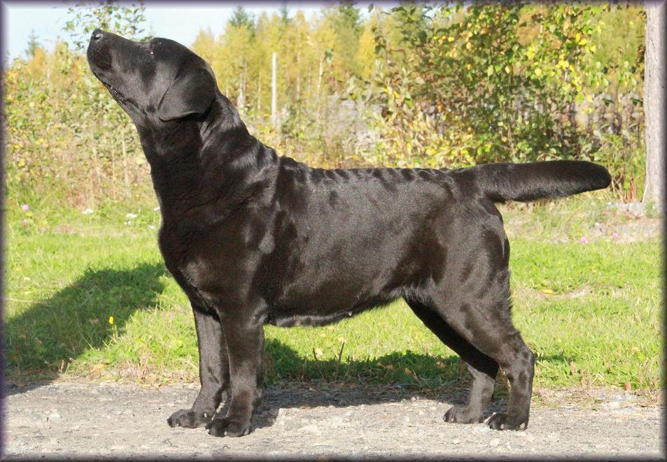 Brio almost 7 years