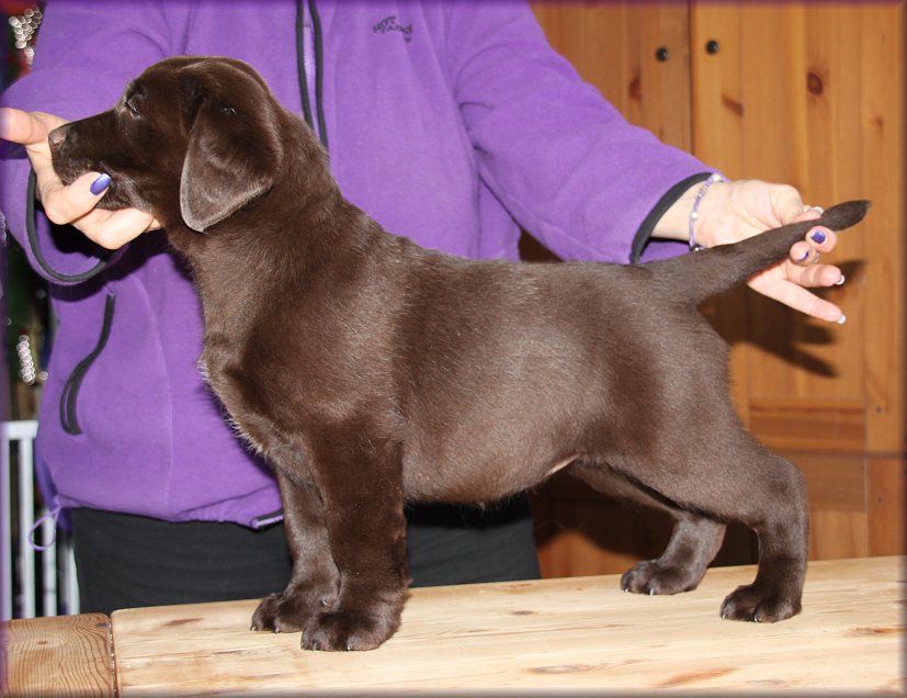 Bimbo at 8 weeks