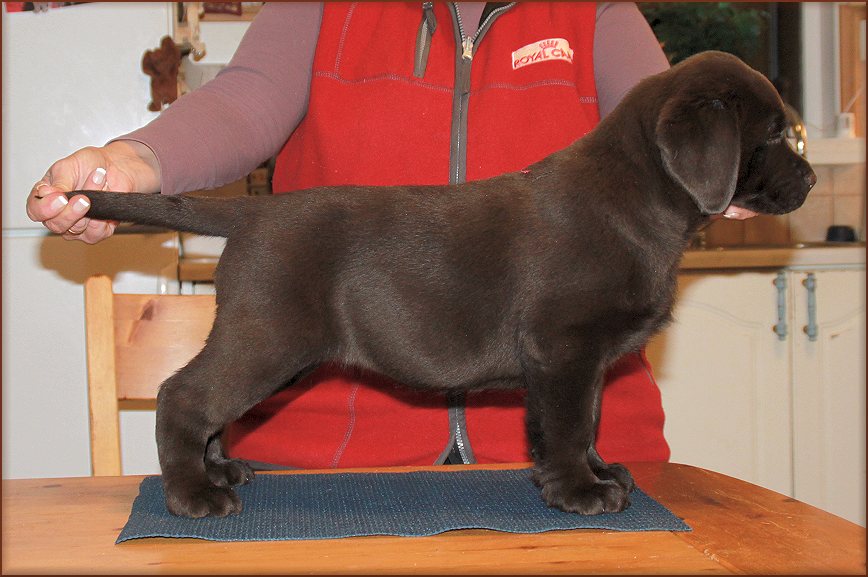 8 weeks