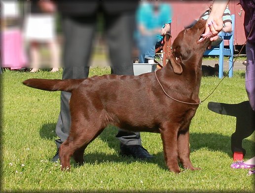 Best In Show under  Jostein Halvorson,  Thanks