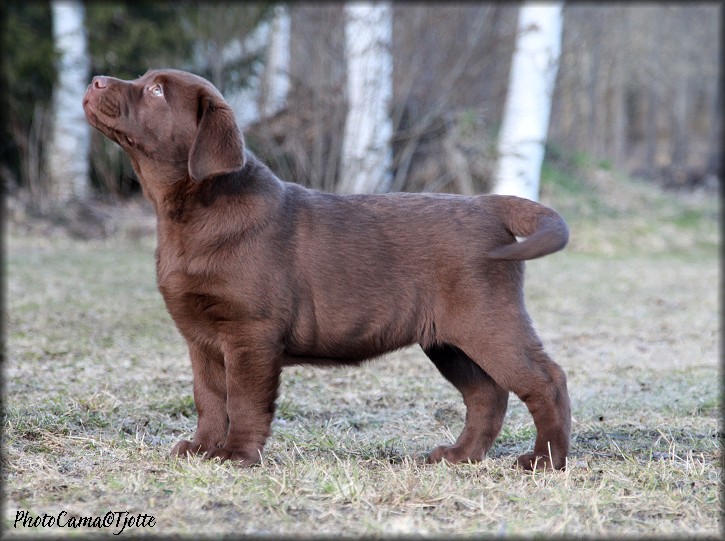10 &frac12; weeks