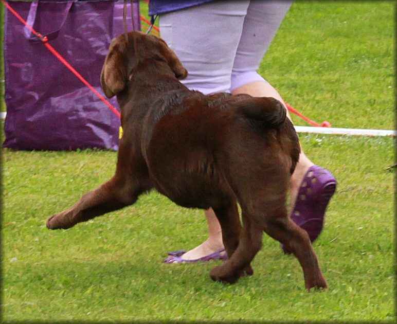 Best Puppy in Show,, LRC Clubshow 2012