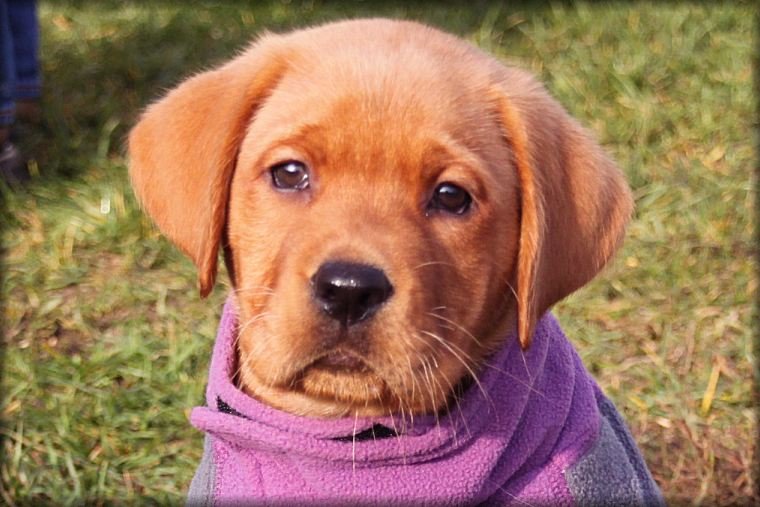 8 weeks