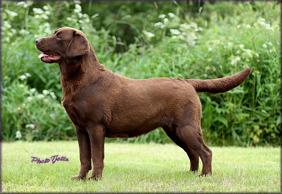 Corv1 almost 3 years,, loosing her coat