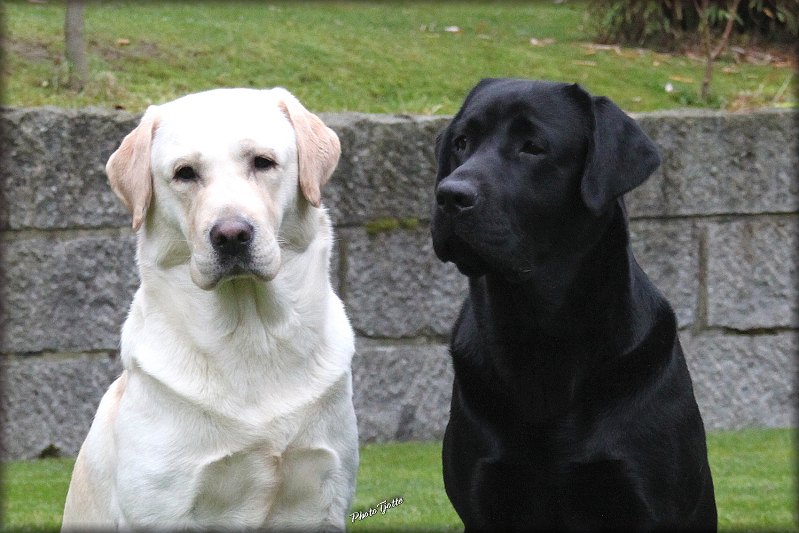 Deacon and his new best friend Barney * Tjottes Fits Like a Glove