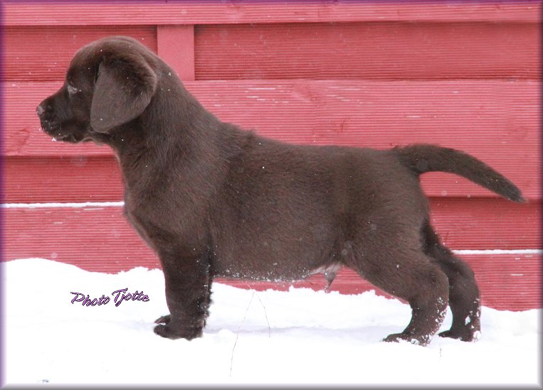 Djambo at 7 weeks