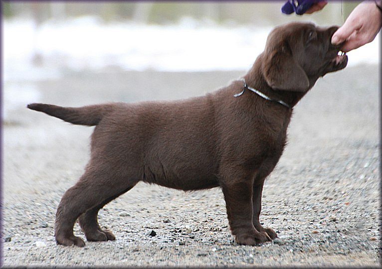 7 weeks