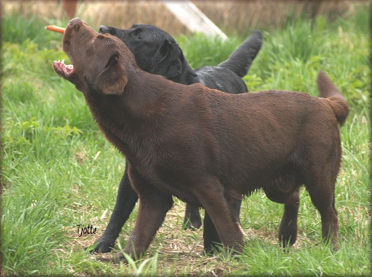 Bark & Panter