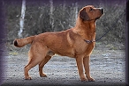Rubywood Woody Woodpecker