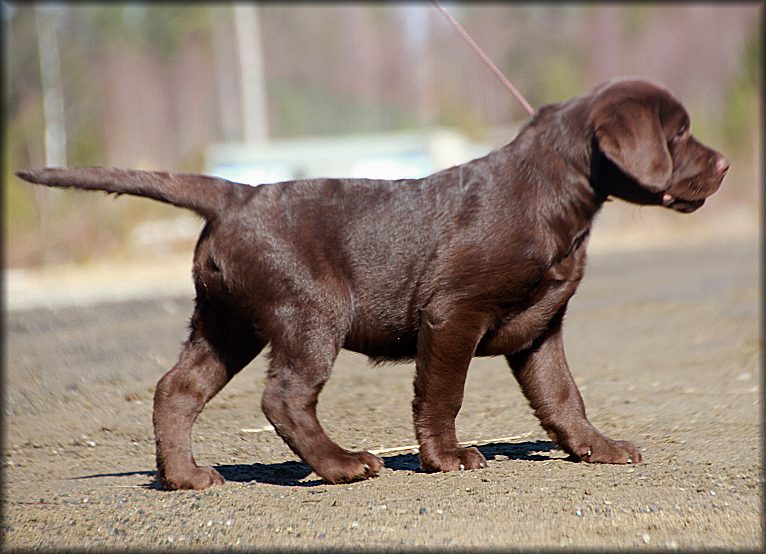 11 weeks