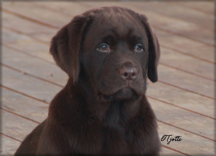 10 weeks