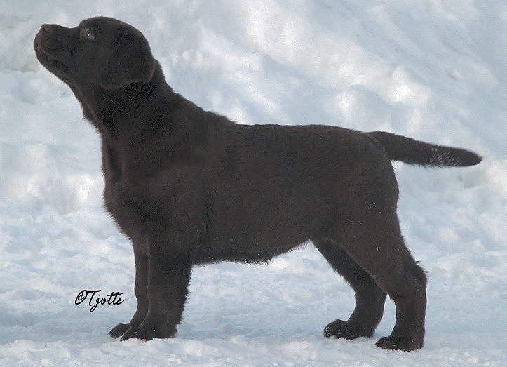 10 weeks