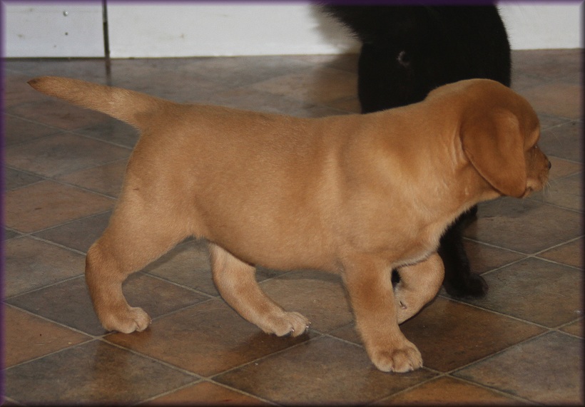 8 weeks