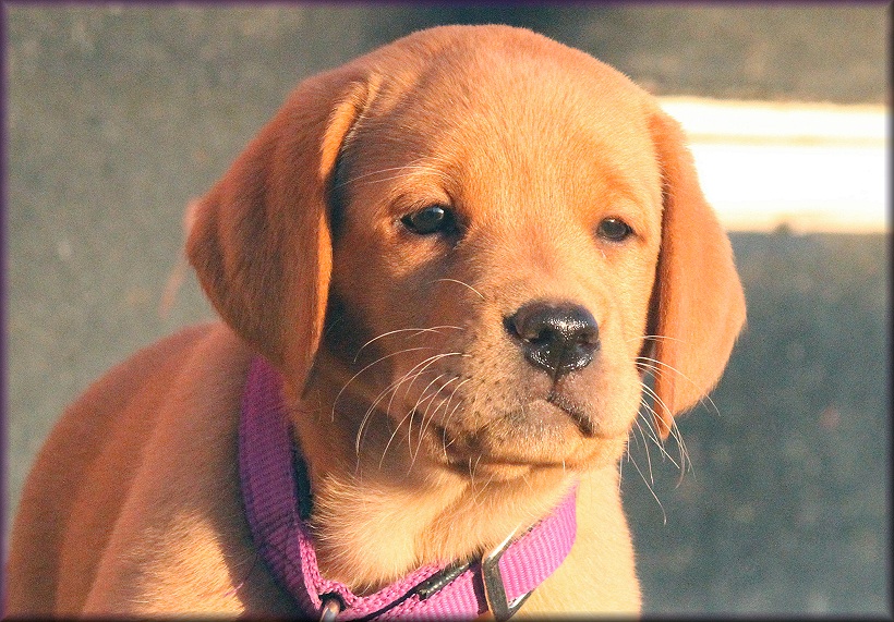 8 weeks