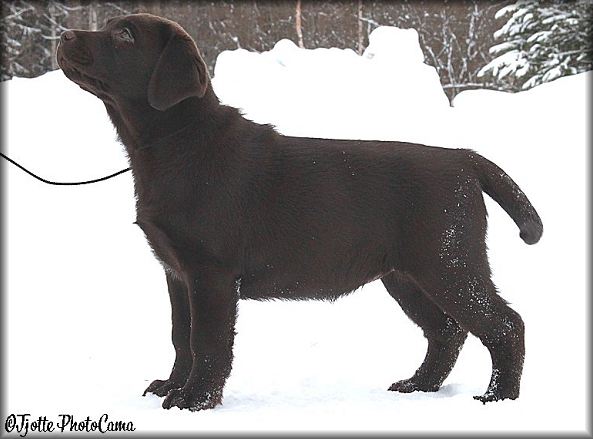 12 weeks
