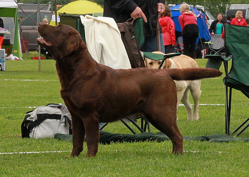 Best Of breed and new Champion