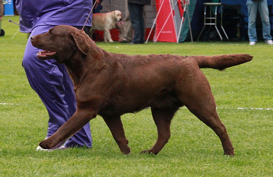 Best Of breed and new Champion Tjottes Five O'Clock News