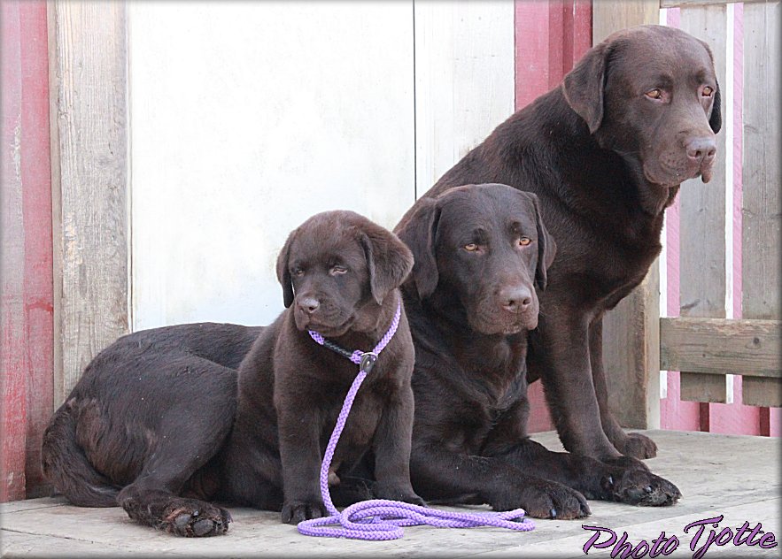 Valo at 9 weeks with mam and dad !